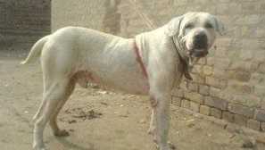 Съдържанието на породата кучета gul dong и техните снимки